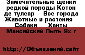 Замечательные щенки редкой породы Котон де тулеар  - Все города Животные и растения » Собаки   . Ханты-Мансийский,Пыть-Ях г.